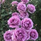 50 PCS Seeds 'Qun feng' Light Purple Rose Tree