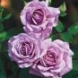50 PCS Seeds 'Qun feng' Light Purple Rose Tree
