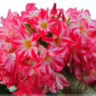 2 PCS Seeds 'Red Cherry' Adenium Desert Rose 2 PCS Seeds 'Red Cherry' Adenium Desert Rose