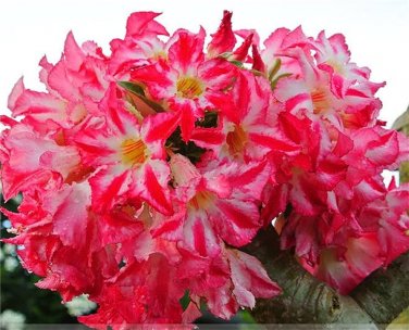 2 PCS Seeds 'Red Cherry' Adenium Desert Rose