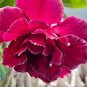2 PCS Seeds 'Red Cherry' Adenium Desert Rose
