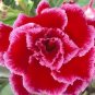 2 PCS Seeds 'Red Cherry' Adenium Desert Rose