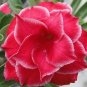 2 PCS Seeds 'Red Cherry' Adenium Desert Rose