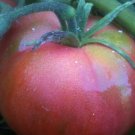 300 PCS Seeds 'Red Flat Peach' Indeterminate Tomato Organic 300 PCS Seeds 'Red Flat Peach' Indeterminate Tomato Organic