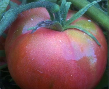 300 PCS Seeds 'Red Flat Peach' Indeterminate Tomato Organic