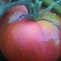 300 PCS Seeds 'Red Flat Peach' Indeterminate Tomato Organic