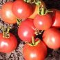 300 PCS Seeds 'Red Flat Peach' Indeterminate Tomato Organic