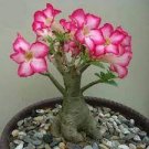 2 PCS Seeds 'Rumble Fish' Adenium Desert Rose