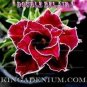 2 PCS Seeds 'Rumble Fish' Adenium Desert Rose