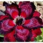 2 PCS Seeds 'Rumble Fish' Adenium Desert Rose