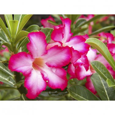 2 PCS Seeds 'Santa Claus' Red Pink Adenium Desert Rose
