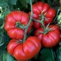 20 PCS Seeds 'Summer Pink' Big Truss Tomato