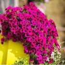 200 PCS Seeds 'Sunrise Pink Vein' Petunia Bonsai 200 PCS Seeds 'Sunrise Pink Vein' Petunia Bonsai