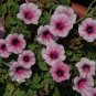 200 PCS Seeds 'Sunrise Pink Vein' Petunia Bonsai
