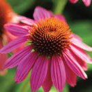 100 PCS Seeds 'Sweet Honey' Echinacea Coneflower