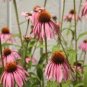 100 PCS Seeds 'Sweet Honey' Echinacea Coneflower