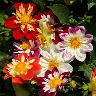 50 PCS Seeds 'Symbolizes Courage' Dahlia Flower