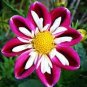 50 PCS Seeds 'Symbolizes Courage' Dahlia Flower