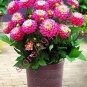 50 PCS Seeds 'Symbolizes Courage' Dahlia Flower