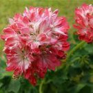 10 PCS Seeds 'Thousand-Hand Kwan-yin' Geranium Pink White Flowers