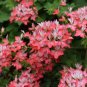 10 PCS Seeds 'Thousand-Hand Kwan-yin' Geranium Pink White Flowers