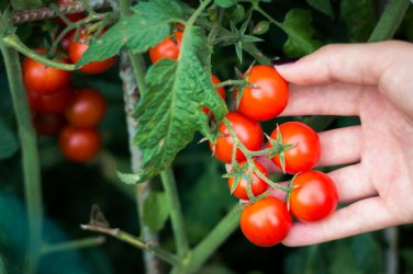 100 PCS Seeds 'Tonglin' Small Round Rose Red Cherry Tomato