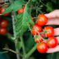 100 PCS Seeds 'Tonglin' Small Round Rose Red Cherry Tomato