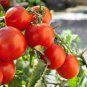 100 PCS Seeds 'Tonglin' Small Round Rose Red Cherry Tomato