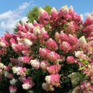 20 PCS Seeds 'Vanilla Strawberry' Hydrangea Flower
