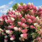 20 PCS Seeds 'Vanilla Strawberry' Hydrangea Flower