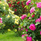 50 PCS Seeds 20 Colors Rose Shrub Flower