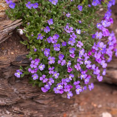 100 PCS Seeds Creeping Thyme Seeds or Blue ROCK CRESS