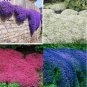 100 PCS Seeds Creeping Thyme Seeds or Blue ROCK CRESS