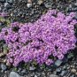 100 PCS Seeds Creeping Thyme Seeds or Blue ROCK CRESS