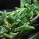 100 PCS Seeds Dolphin Succulent