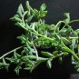 100 PCS Seeds Dolphin Succulent