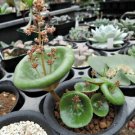 100 PCS SeedsFresh Real Crassula Umbella Semillas Bonsai Succulents Plant