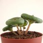 100 PCS SeedsFresh Real Crassula Umbella Semillas Bonsai Succulents Plant
