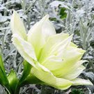100 PCS Seeds Hosta Flower Perennials white 100 PCS Seeds Hosta Flower Perennials white