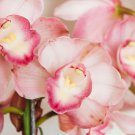 100 PCS Seeds Rare Cymbidium Orchid Plant African Cymbidiums Flores 100 PCS Seeds Rare Cymbidium Orchid Plant African Cymbidiums Flores
