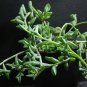 1000 PCS Seeds Dolphin Succulent