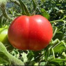 100 PCS Seeds 'Water Yu' Pink Tomato 100 PCS Seeds 'Water Yu' Pink Tomato