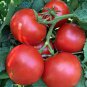 100 PCS Seeds 'Water Yu' Pink Tomato