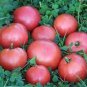 100 PCS Seeds 'Water Yu' Pink Tomato