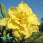 2 PCS Seeds 'Whirlwind' Yellow Adenium Bonsai