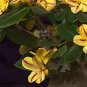 2 PCS Seeds 'Whirlwind' Yellow Adenium Bonsai