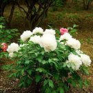 5 PCS Seeds 'White Lovers' Light Fragrant Peony Flower Plant