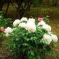 5 PCS Seeds 'White Lovers' Light Fragrant Peony Flower Plant