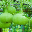 8 PCS Seeds 'Winebibber' Large Spoon Bottle Gourd Edible Organic Vegetable 8 PCS Seeds 'Winebibber' Large Spoon Bottle Gourd Edible Organic Vegetable