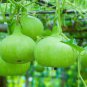 8 PCS Seeds 'Winebibber' Large Spoon Bottle Gourd Edible Organic Vegetable